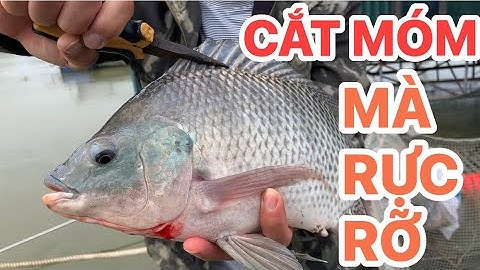 CẮT MÓM MÀ LẠI RỰC RỠ#câucásông#fishing 