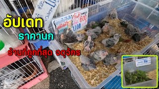 อัปเดทราคานก (ร้านที่ถูกที่สุด) #จตุจักร #สวนจตุจักร