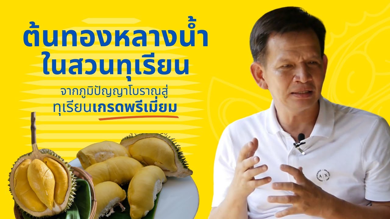 🔴 ปลูกทุเรียน แซมด้วย #ต้นทองหลางน้ำ แบบภูมิปัญญาโบราณ สู่ทุเรียนเกรดพรีเมี่ยม ราคาหลักหมื่น