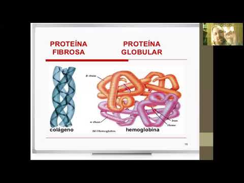 Video: ¿La insulina es globular o fibrosa?