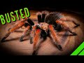 DEADLY Tarantulas? Top 10 Tarantula Myths BUSTED!