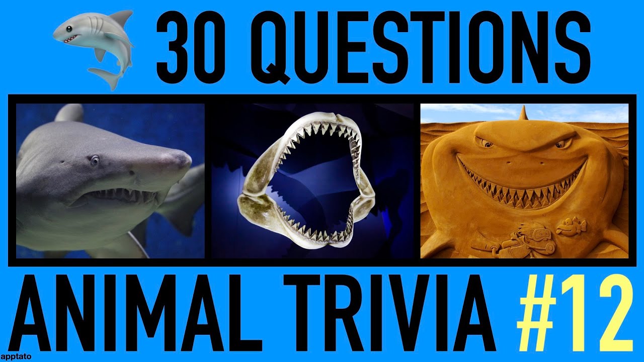 Animal Trivia Quiz 12 30 Shark Trivia Questions And Answers Sharks Pub Quiz Youtube