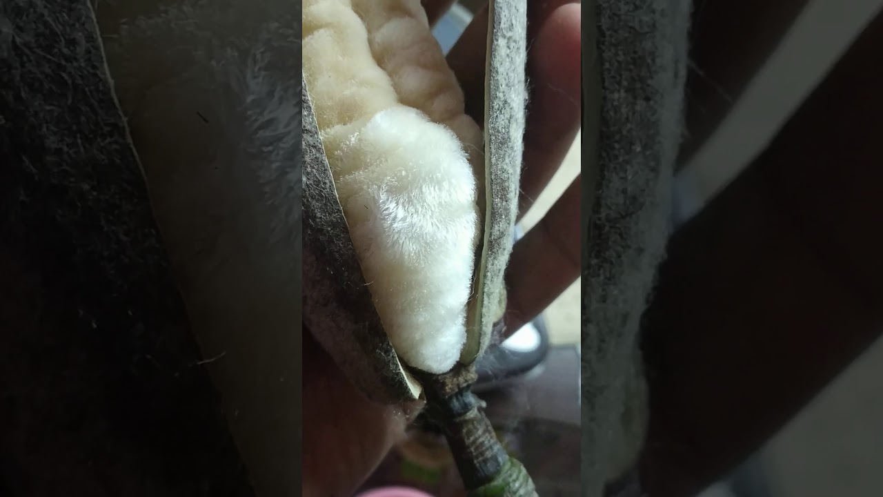 Fruit Pod of Red Silk Cotton tree aka सेमल का पेड