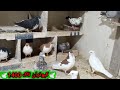 جوجه کشی از کبوتر و جواب سوال دوست عزیزی در مورد جوجه کشی از کبوتر طوقی