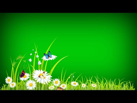 Green screen flower effect | Butterfly green screen background video | green screen grass flower