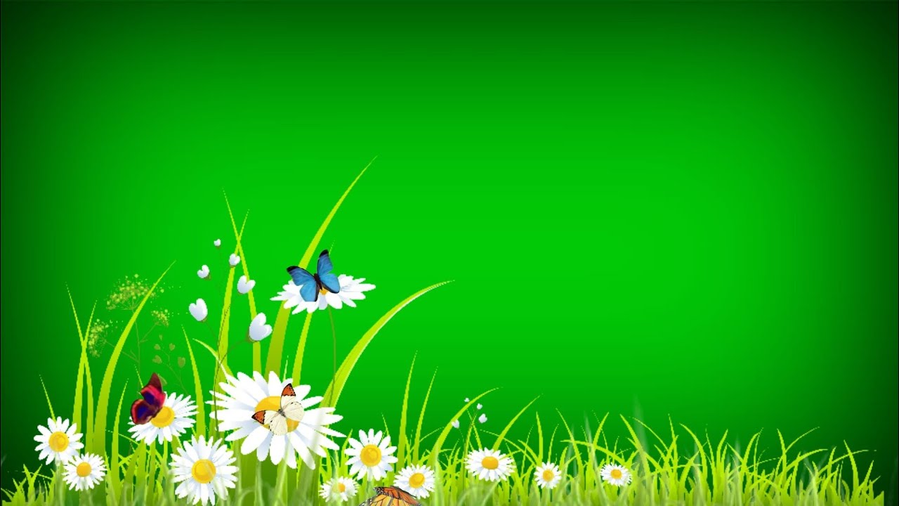 Green screen flower effect Butterfly green screen background video green sc...