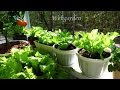 Как вырастить салат на балконе