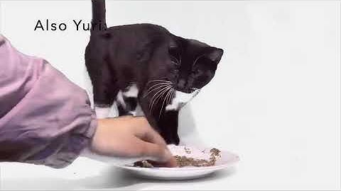 Cats Try Catnip For The First Time