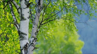 CGTN Nature: Altai Mountains Series | Episode 12: Red Birch Forest