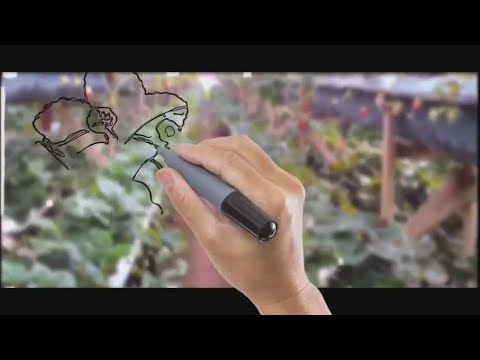 Video: Nitroammofosk: Komposisyon Ng Azofosk Fertilizer, Mga Tagubilin Para Sa Paggamit Para Sa Mga Strawberry At Iba Pang Mga Pananim. Mga Pagkakaiba Mula Sa Nitrophoska