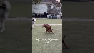 This dog is doing calisthenics while peeing 😂😂 #animals #cute #funny #dog #cuteanimals
