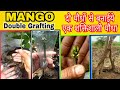 Mango double grafting  mango stone grafting  mango double root grafting