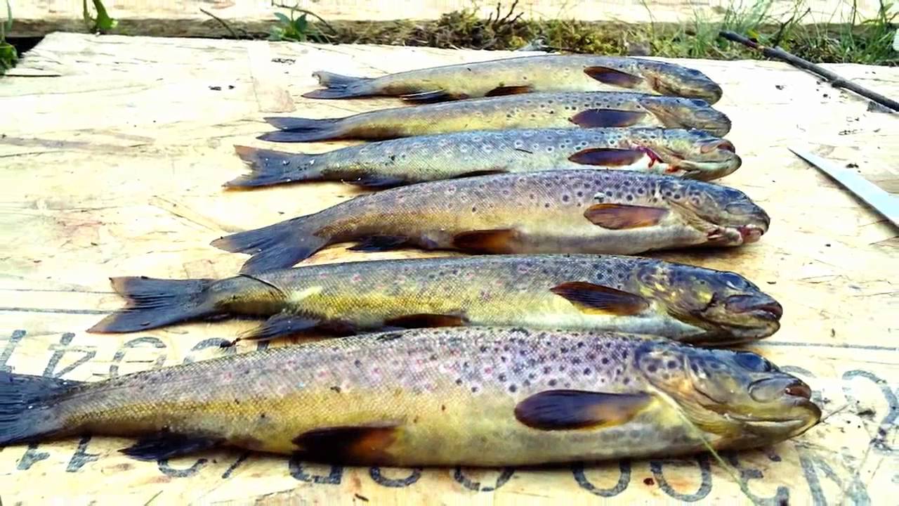 Brook trout fishing in Sweden. YouTube