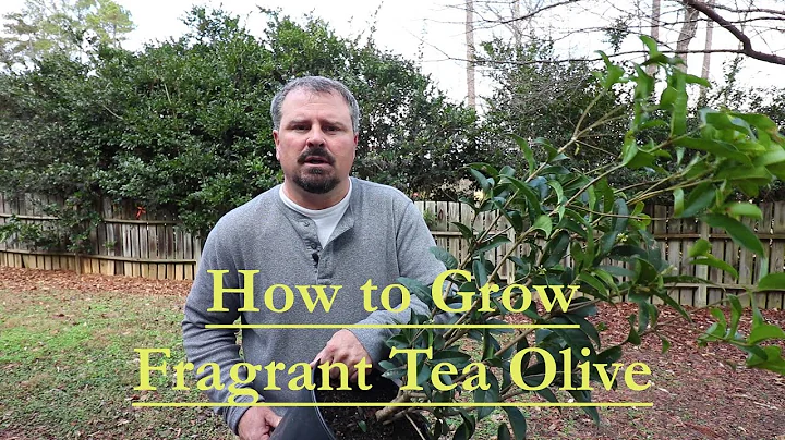 How to grow Fragrant Tea Olive - Osmanthus Fragrans -  Guìhuā - DayDayNews