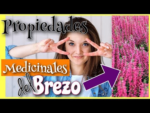 Vídeo: Brezo: Propiedades útiles, Cultivo Y Aplicación Del Brezo. Miel De Brezo