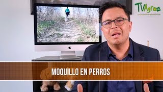 Como tratar el Moquillo en Perros  TvAgro por Juan Gonzalo Angel Restrepo