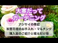 【冬のガーデニング】アジサイの剪定・寒肥・モミジの寒肥・ハーブの冬越し・放置花壇の整理・開花株のお手入れ・購入苗のご紹介と植え付けをまとめた動画です。#ガーデニング