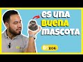 7 razones por las que un erizo es buena mascota | Erizoo México | Venta de Erizos  en México