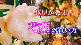 【ライブ】花屋が教える芍薬買うときの３つのポイント
