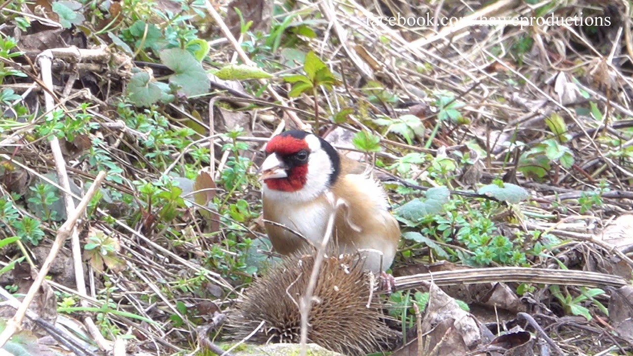 Neu 4K Stieglitz oder auch Distelfink , sucht seine Nahrung an einer alten Distel Teil II Sony RX