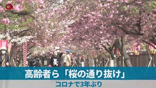 高齢者ら「桜の通り抜け」 コロナで3年ぶり