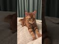 Мейнкун - котенок Гарри, нам 8 месяцев, рыжий котенок, котопес