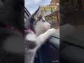 Angel husky is riding on a car, exploring new smell