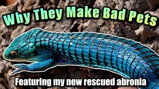 Why You SHOULDN'T Get an Abronia! + Unboxing a rescued Abronia graminea