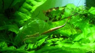 Ranatra Linearis In Aquarium