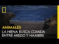 Esta hiena busca comida debatiéndose entre el hambre y el miedo | NATIONAL GEOGRAPHIC ESPAÑA