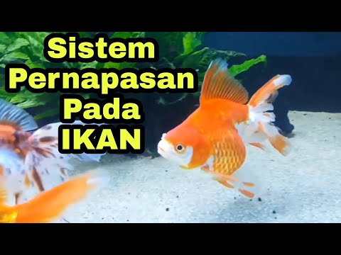 Video: Apa yang dilakukan pernafasan pada mesin kecil?