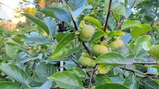 Persimmon young fruits keep falling off the tree Persimmon Trees Fruit Set Fruit Drop