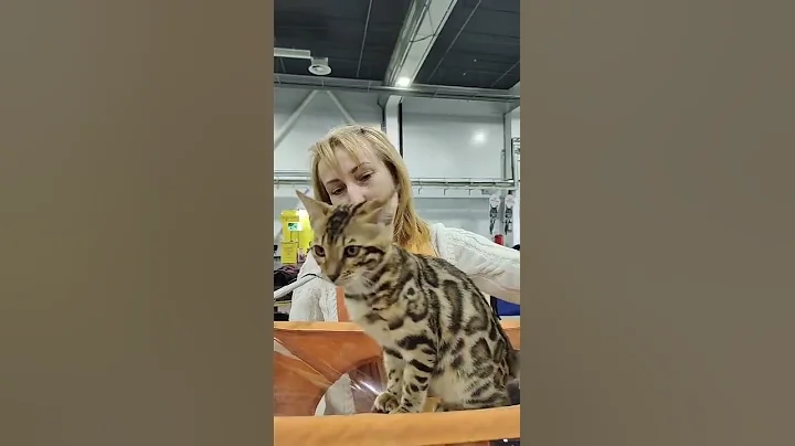 Video 10739911: bengal leopard, bengalcat bengals