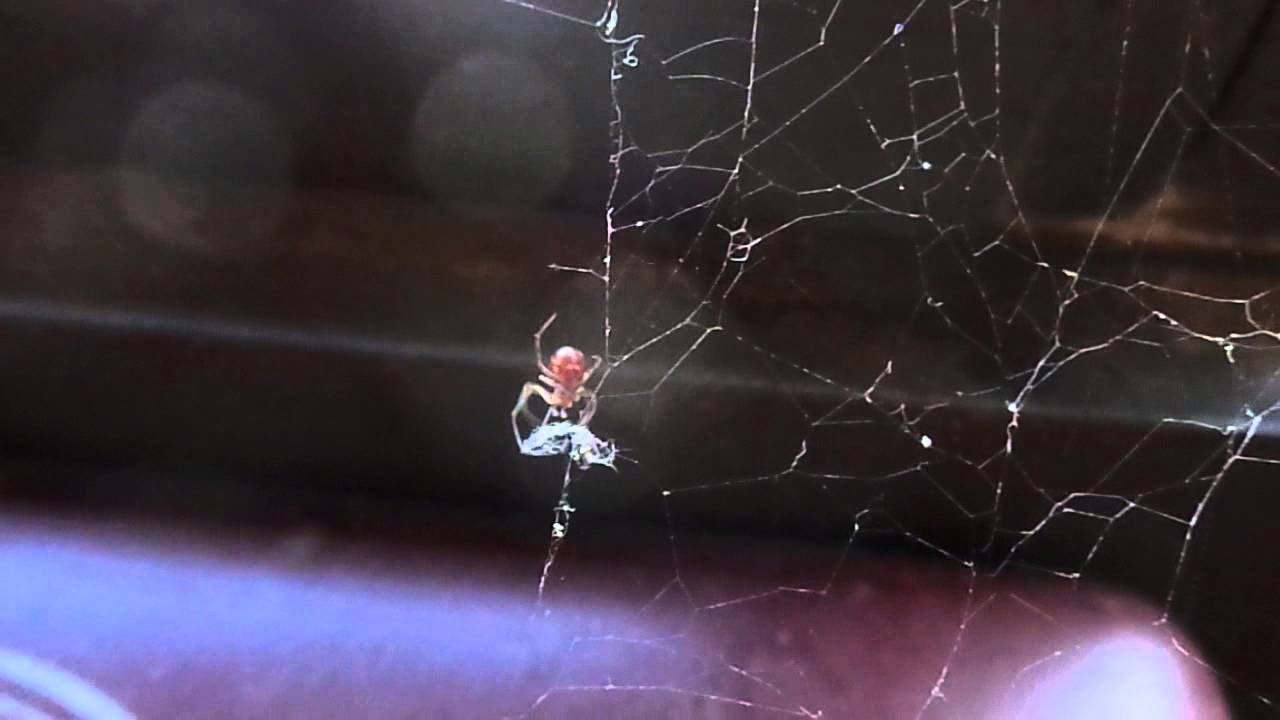 Crittercam: Steatoda sp. (S. triangulosa?) 08-13-14