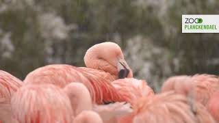 ZOO Planckendael onder een laagje sneeuw