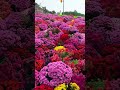 我上早八 MC药材_926
