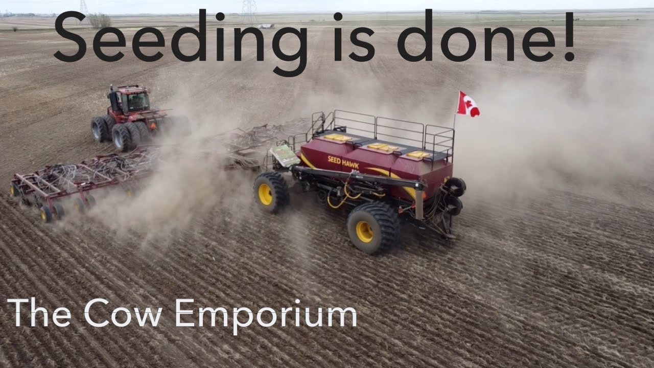 Seeding canola in our first ever year of crop share.