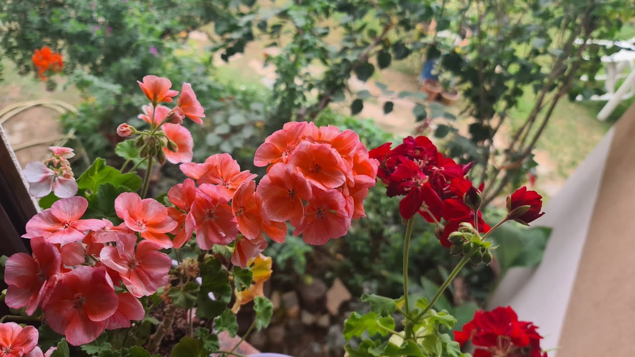 Kaybedip Tekrar Bulduğum Çiçek ve Bahçe Turu,Canlı Yayında Yaşanan Tatsızlık ile İlgili Düşüncelerim