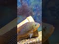 Red Terror Cichlid smashing food.