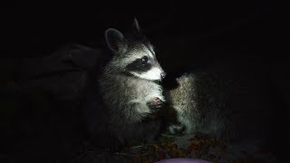 Two baby raccoons enjoying a midnight snack.