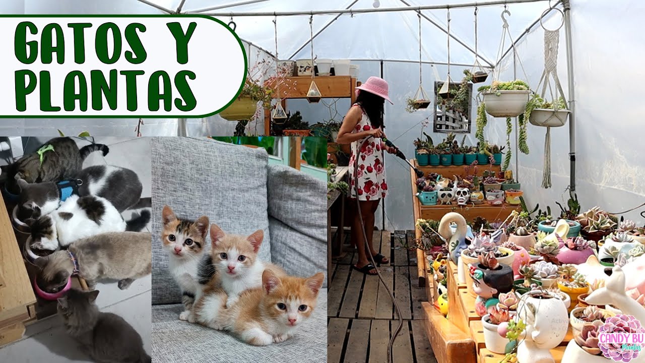 Rutina con mis gatos y plantas │Candy Bu