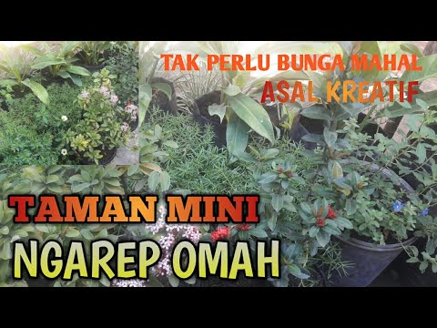 Video: Tuan Rumah Pot: Apakah Tuan Rumah Tumbuh Di Rumah? Bisakah Anda Menanam Di Pot Di Luar Ruangan? Menanam, Merawat, Dan Musim Dingin