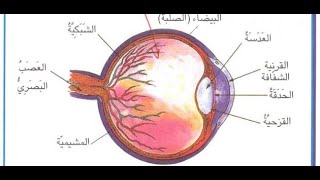 أجزاء العين ووظائفها