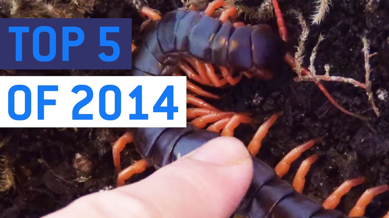 crashes on air Top 5 So Much Nope Videos of 2014 || JukinVideo Top Five