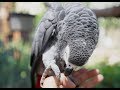 Why Your Parrot Bites & How to Stop It