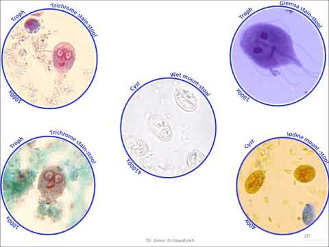 Video: Effektivitet Af Ageratum Conyzoidesekstrakter Mod Giardia Duodenalis Trophozoites: En Eksperimentel Undersøgelse