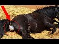 When Horse Gave Birth They Saw Something Odd. The Foal Was Born With A 1-In-10,000 Chance