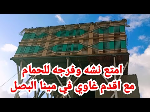 من اقدم الغواه فى اسكندرية اجمل نشه وفرجه و احلى حمامتين حمام المحترفين