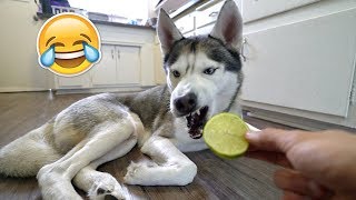 My Husky Reacts To Trying Lime!