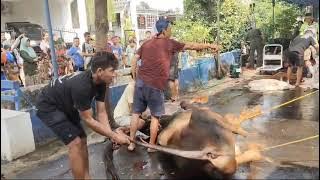 Pemotongan Hewan Qurban Sapi 1445 H/2024 M (3a)